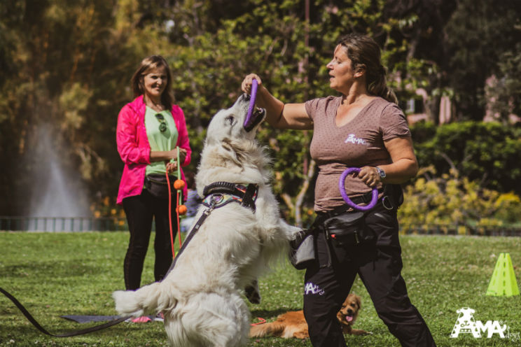 Aulas de obediência básica para cães adultos e para cães até 1 ano Workshops_para_caes2_Aqui_Acola.jpg